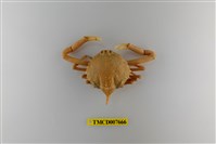 藏品(擬泡型長螯蟹)的圖片